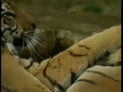 CU 2 Tigers play fighting in water Stock Footage