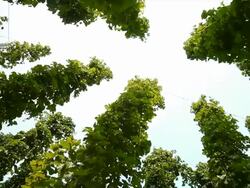 HD Hop Garden Against Sky (Panning) Stock Footage