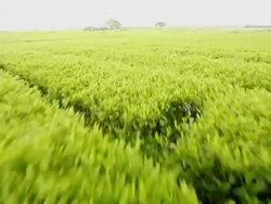 MS POV O'sulloc green tea field in Jeju-do / Seogwipo, Jeju-do, South Korea Stock Footage