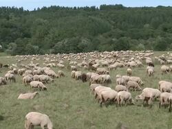 WS PAN Sheep grazing  / Krettnach near Konz,  Rhineland-Palatinate, Germany Stock Footage