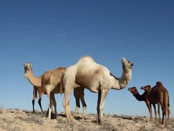 camels in the desert Stock Footage