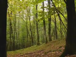 HD DOLLY: Green Forest Stock Footage