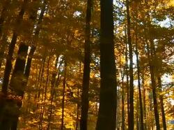 HD Forest in the Sunlight Tracking Shot Stock Footage