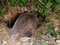 MS Shot of European Badger, meles digging den / Normandy, France Stock Footage