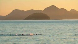 Brazilian athletic team swim through the surf off Copacabana shore Stock Footage
