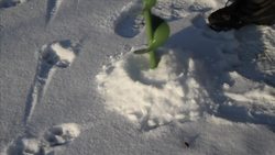 Tornillo Instructional Video