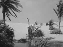 Desert oasis Stock Footage