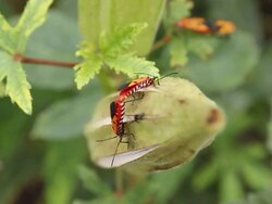Insect Couple. Stock Footage