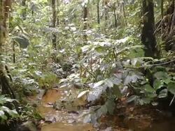 Walking along a rainforest stream Stock Footage