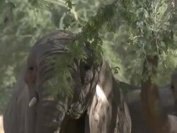 Desert Elephants (Loxodonta africana) feeding, Ugab River Basin, Namibia: desert-dwelling population of African Bush Elephant though not distinct subspecies Stock Footage