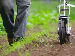 MS SLO MO TS Shot of Farmer planting seeds at organic farm / Chatham, Michigan, United States Stock Footage
