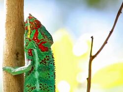Chameleon in Reunion Island Stock Footage