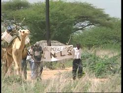 KENYA: CAMELS DELIVER LIBRARY BOOKS News Clip