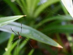 spider on web Stock Footage