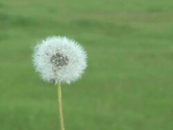 Dandelion blowed Stock Footage