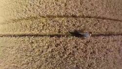 Having Fun In A Wheat Field - Stock Video Stock Footage