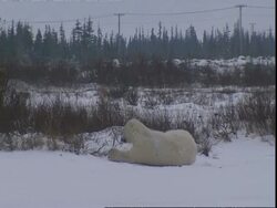 Polar bear (Ursus maritimus) rolling on its back, near Churchill, Manitoba, Canada Stock Footage