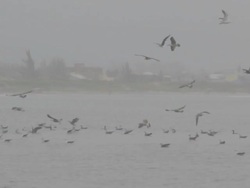Seagulls Stock Footage