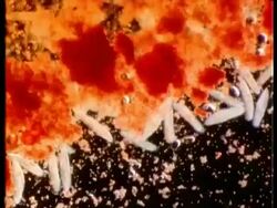 Microscopic view of Paramecium, stained with biological dyes Stock Footage