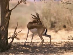MS Shot of male Dorcas Gazelle (Gazella dorcas) standing under Acacia tree in desert / Yotvata, Negev Desert, Israel Stock Footage