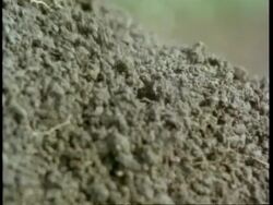 Mole moving out of burrow, mole hill, England, UK Stock Footage