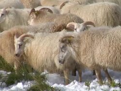 CU Shot of Icelandic sheep grazing in snow covered grass during rettir / Skagafjorour, Nordhurland Vestra, Iceland  Stock Footage