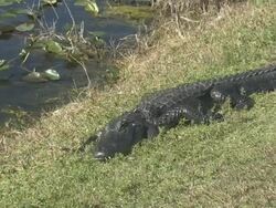 Gator in the grass Stock Footage