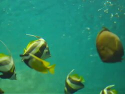 Dancing fish Sea life Stock Footage