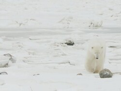 MS TD Polar bear walking through snowy icy landscape / Churchill, Manitoba, Canada Stock Footage