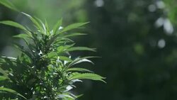 Outdoor Colorado Marijuana farm Stock Footage