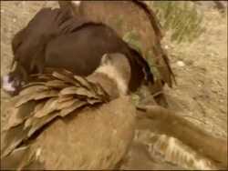 Griffon Vultures (Gyps fulvus) and lone immature Black Vulture (Aegypius monachus) around carcass, Autumn, Sierra Morena, Andalusia, Southern Spain Stock Footage