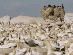 WS View of Multitudes of nesting Cape gannets gathered on island preening and mating around raised driftwood nest of small flock of crowned cormorants / Namaqualand, Northern Cape, South Africa Stock Footage