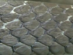 Snake Scales Stock Footage