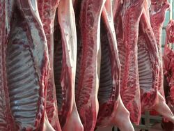 MS Shot of halves of pigs in cold storage, butchery / Trier, Rhineland Palatinate, Germany Stock Footage