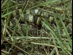 Banded Krait Snake slithering slowly in green grass, camouflaged, India Stock Footage