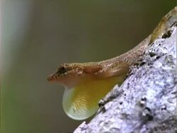 Anole Lizard shows throat flap in courtship display; Panama; Stock Footage