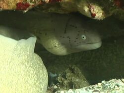 ECU Geometric moray eels peering out from cave with rocks covered with bryozoan and swaying seaweed / Matola, Maputo, Mozambique Stock Footage