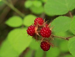 Wild berry Stock Footage
