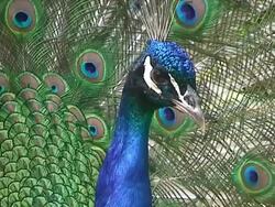 Peacock Stock Footage