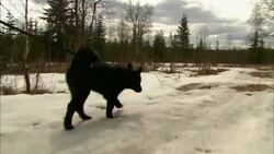 Black dogs nose along the snowy ground. Stock Footage