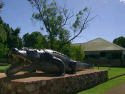 MS TD Tree with crocodile statue / Carpentaria, Queensland, Australia Stock Footage