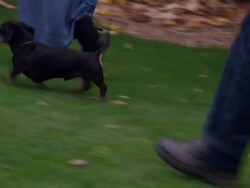 Jasper the Dog Walking at Home News Clip