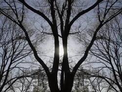 MS Sun seen through almost perfectly symmetrical tree branches, Central Park, East Malvern / Melbourne, Victoria, Australia Stock Footage