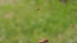 SLOW MOTION: Honey bees flying Stock Footage