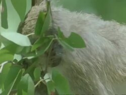 Vervet monkey, Cercopithecus aethiops, in tree and eating Moth, Botswana, Africa Stock Footage