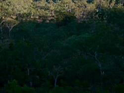 T/L, MS, HA, sun and shadows revealing forest / Mornington Wilderness Sanctuary, Gibb River Road, Australia Stock Footage