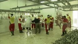 Butchers process sheep in a slaughterhouse. Stock Footage