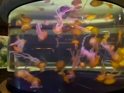 TIME LAPSE: Shark Reef Aquarium At Mandalay Bay Time Lapses Stock Footage