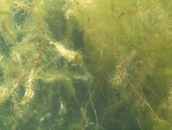 Underwater landscape in alpine lake HD Stock Footage