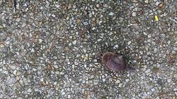 Snail walking on the pavement. Stock Footage
